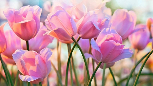 Dự báo thời tiết ngày 30/11/2025: Bắc Bộ ngày nắng, gió nhẹ