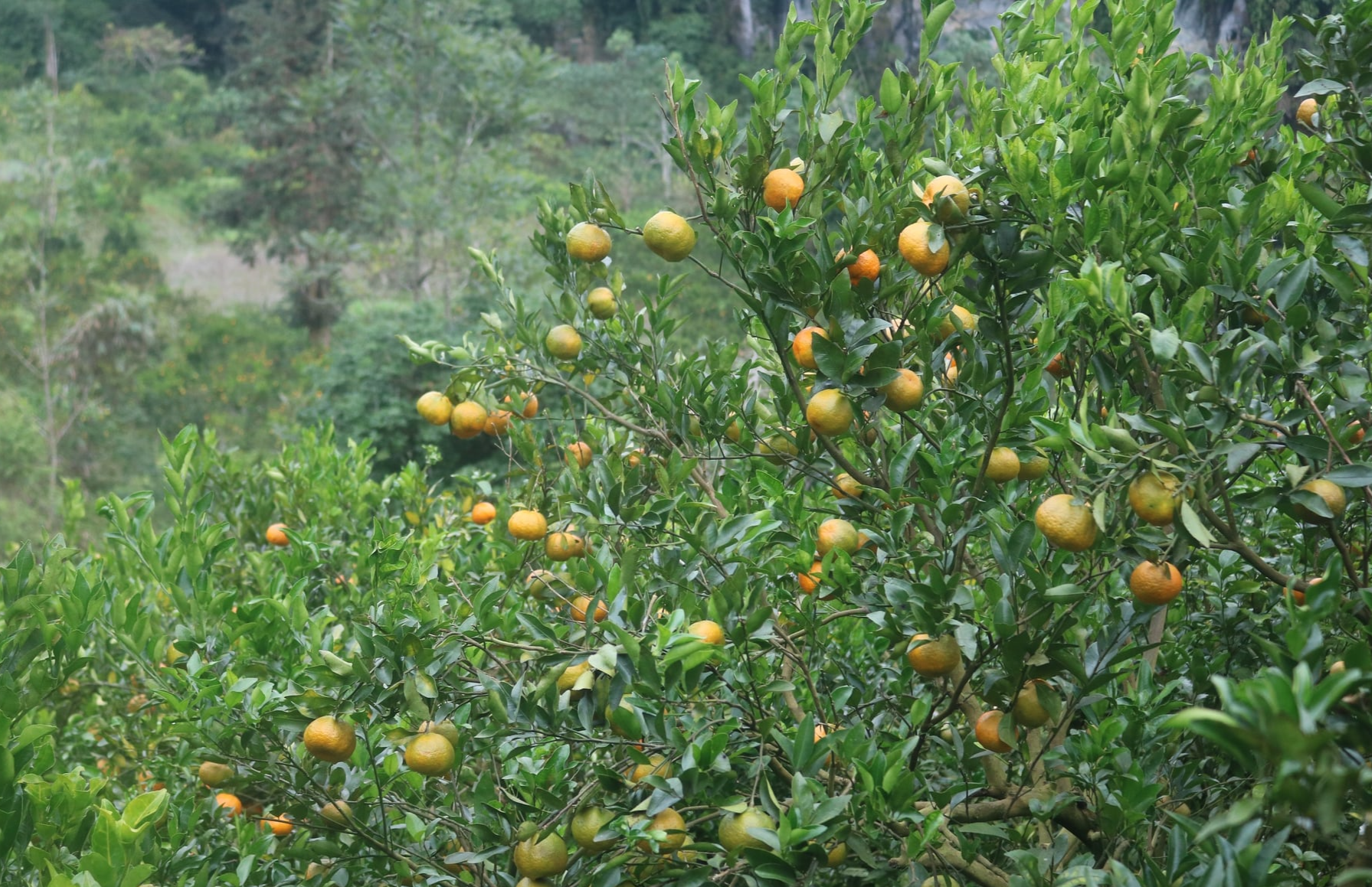 Nghĩa Tâm, Lào Cai: Bước chuyển mình mạnh mẽ trên hành trình xây dựng nông thôn mới Nghĩa Tâm, Lào Cai: Bước chuyển mình mạnh mẽ trên hành trình xây dựng nông thôn mới