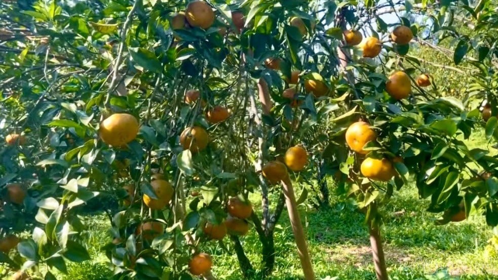 Nghĩa Tâm, Lào Cai: Bước chuyển mình mạnh mẽ trên hành trình xây dựng nông thôn mới