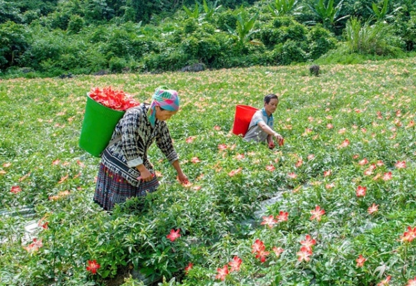 Phát triển cây dược liệu: Hướng đi bền vững cho kinh tế rừng Thái Nguyên