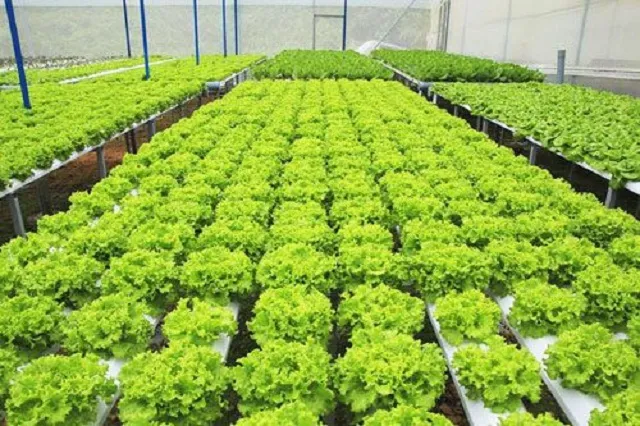 Hành trình sản phẩm nông nghiệp hữu cơ từ cánh đồng đến tay người tiêu dùng