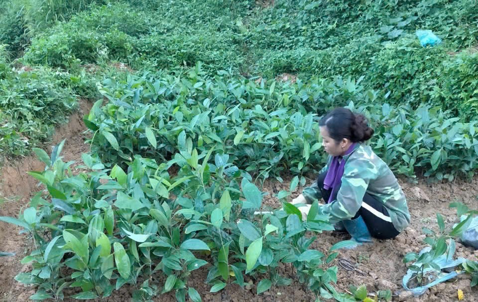 Phát triển cây dược liệu: Hướng đi bền vững cho kinh tế rừng Thái Nguyên Phát triển cây dược liệu: Hướng đi bền vững cho kinh tế rừng Thái Nguyên