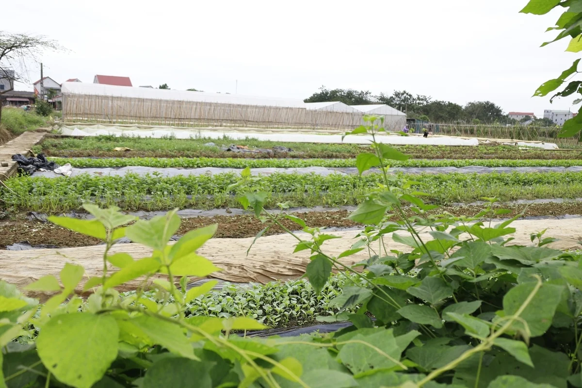 Mô hình trồng rau hữu cơ: Hướng đi mới giúp nông dân tại Trung Giã, Hà Nội ổn định sinh kế