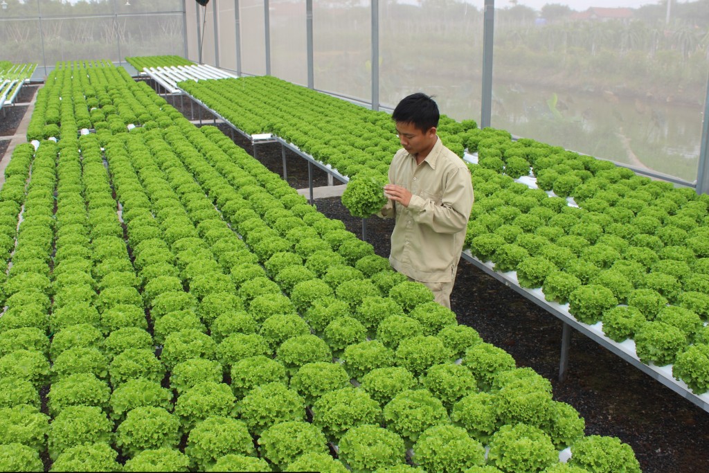 Sự khác biệt giữa nông nghiệp hữu cơ và nông nghiệp sạch