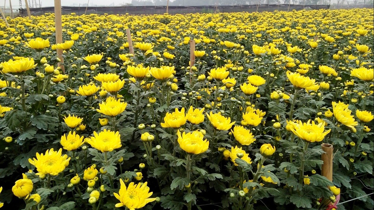 Dự báo thời tiết ngày 4/12/2025: Bắc Bộ có mưa nhỏ rải rác, trời rét