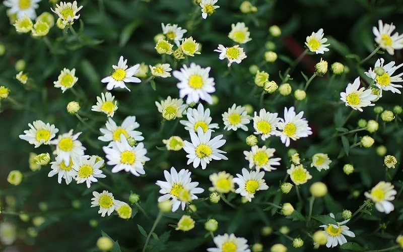 Dự báo thời tiết ngày 5/12/2025: Bắc Bộ có gió đông bắc cấp 2-3, trời rét Dự báo thời tiết ngày 5/12/2025: Bắc Bộ có gió đông bắc cấp 2-3, trời rét