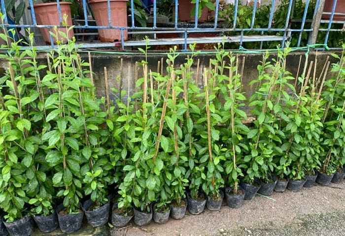 Kỳ 1: Đặc điểm sinh học của cây cúc tần Kỳ 1: Đặc điểm sinh học của cây cúc tần