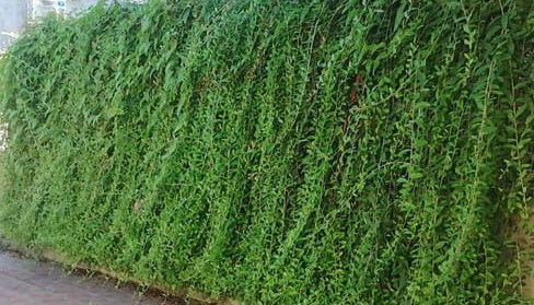 Cúc tần Cúc tần