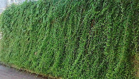 Kỳ 2 – Thành phần hóa học và cách thức khai thác dược liệu cây cúc tần