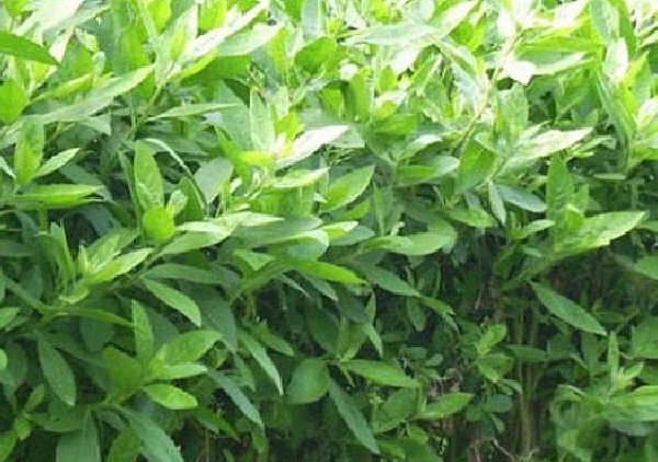 Kỳ 3: Công dụng và các bài thuốc từ cây cúc tần