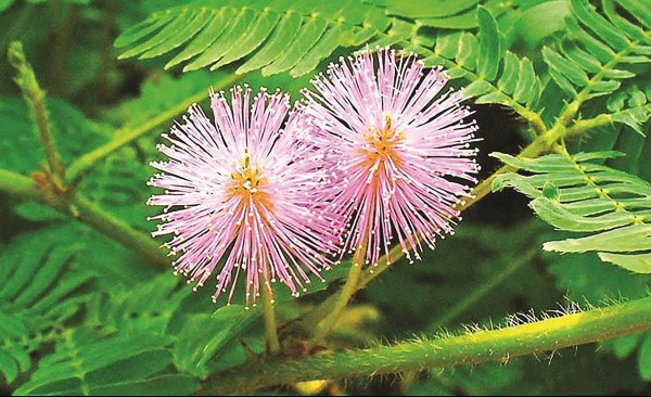 Những loại cây chữa đau nhức xương khớp