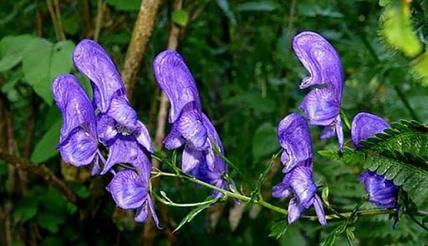 Cây ô đầu – Vị thuốc hay từ dân gian