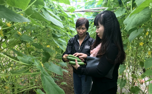 HTX hữu cơ – mô hình đưa nông sản Hà Nội bước vào “cuộc chơi” chất lượng cao