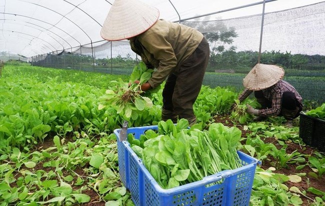 HTX hữu cơ – mô hình đưa nông sản Hà Nội bước vào “cuộc chơi” chất lượng cao