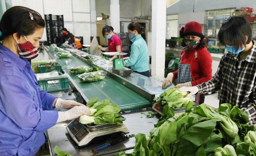 Hà Nội đẩy mạnh xây dựng nông thôn mới gắn với nông nghiệp công nghệ cao Hà Nội đẩy mạnh xây dựng nông thôn mới gắn với nông nghiệp công nghệ cao