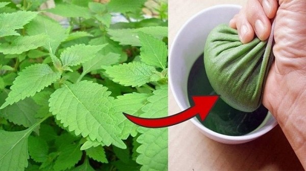 Bài 2: Những bài thuốc điều trị cảm cúm từ cây lá vườn nhà