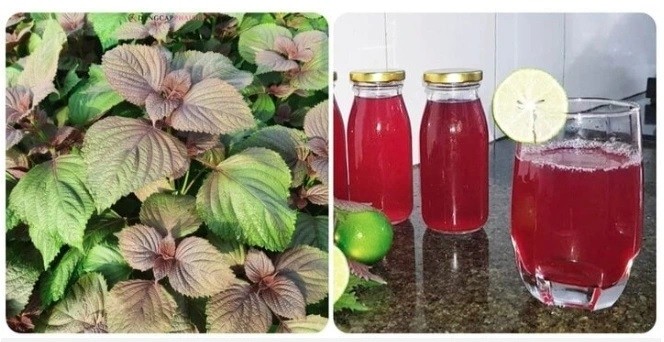 Bài 3: Những lưu ý khi sử dụng các bài thuốc dân gian trị cảm cúm