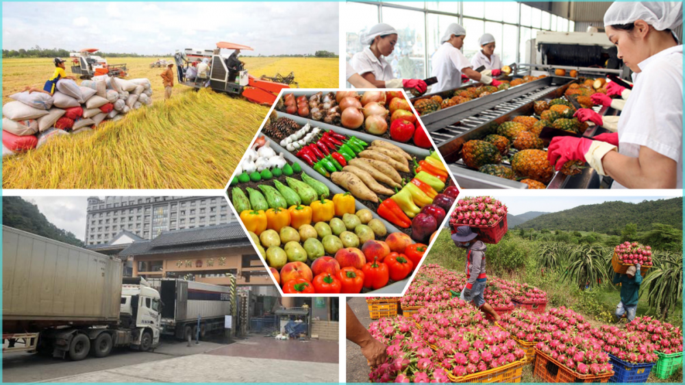 Phát triển chuỗi nông sản thực phẩm an toàn tỉnh Quảng Nam: từ chính sách  đến thực tiễn