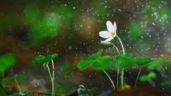 Dự báo thời tiết ngày 7/12/2025: Bắc Bộ có mưa rải rác