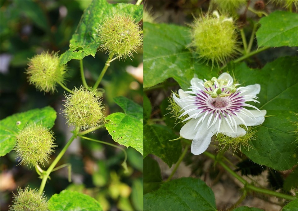 10 loại thảo dược giúp an thần, giảm căng thẳng theo y học cổ truyền