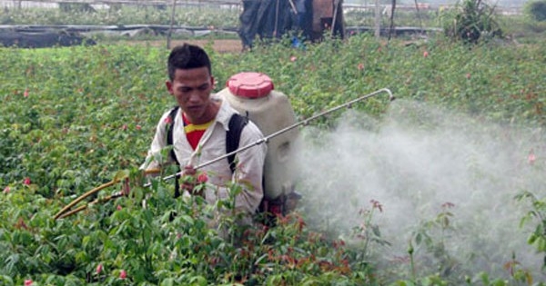 Ngộ độc thuốc bảo vệ thực vật: Dấu hiệu nhận biết và hướng xử trí kịp thời