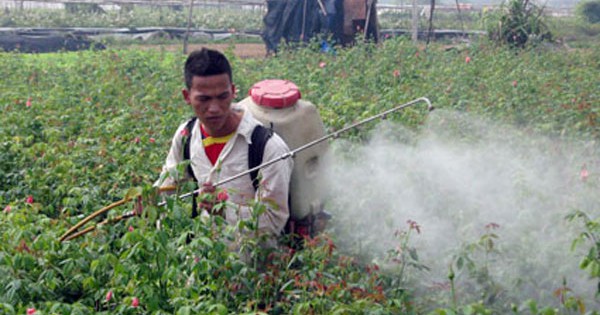 Ngộ độc thuốc bảo vệ thực vật: Dấu hiệu nhận biết và hướng xử trí kịp thời Ngộ độc thuốc bảo vệ thực vật: Dấu hiệu nhận biết và hướng xử trí kịp thời