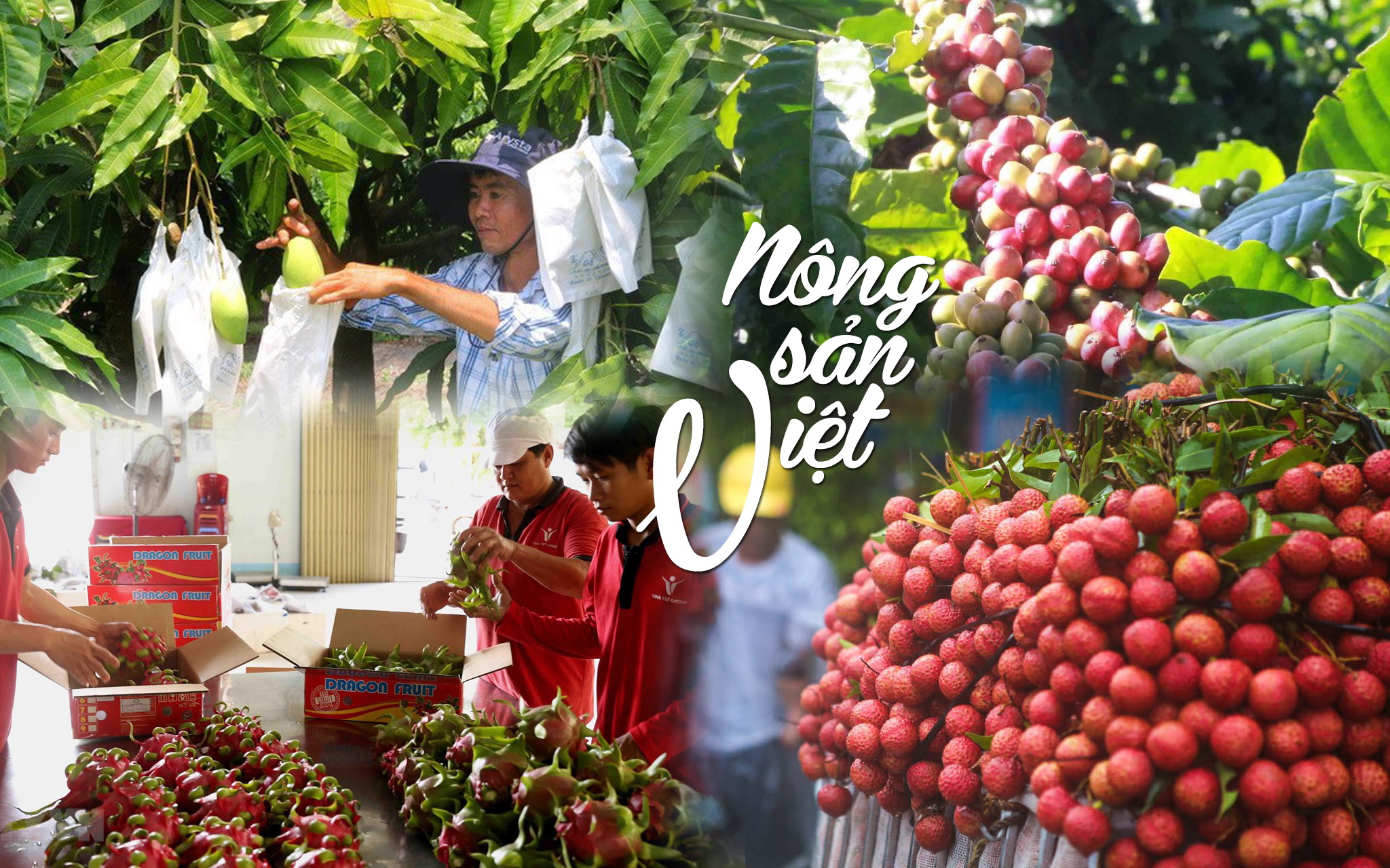 Nâng cao chất lượng dinh dưỡng từ nông sản Việt: Cơ hội cho chế biến sâu