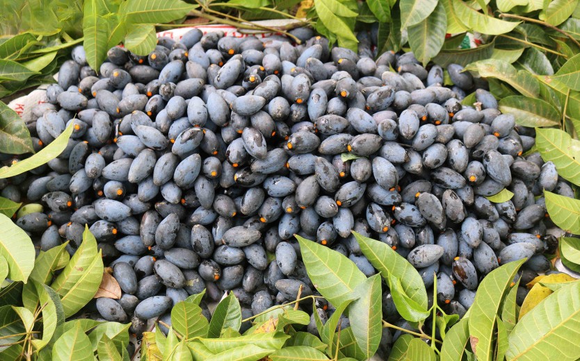 Bạn có biết: Lợi ích sức khỏe và bài thuốc từ quả trám