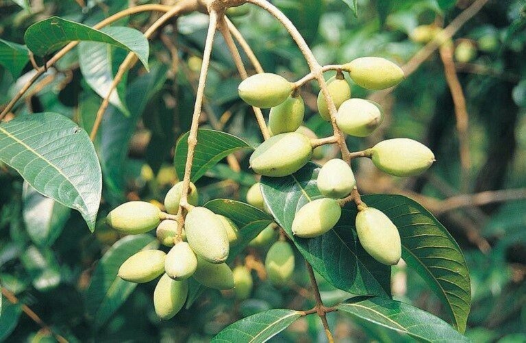 Bạn có biết: Lợi ích sức khỏe và bài thuốc từ quả trám Bạn có biết: Lợi ích sức khỏe và bài thuốc từ quả trám