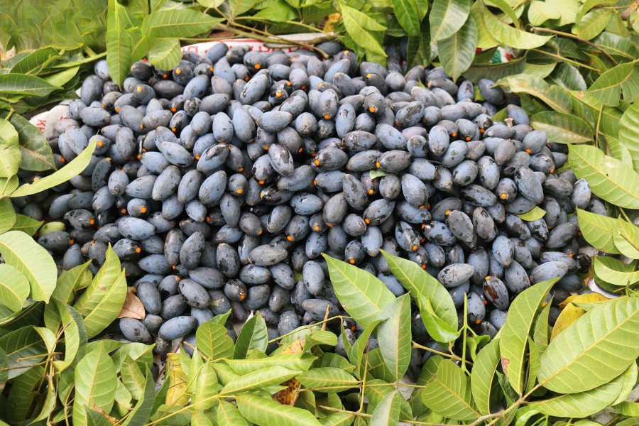 Bạn có biết: Lợi ích sức khỏe và bài thuốc từ quả trám Bạn có biết: Lợi ích sức khỏe và bài thuốc từ quả trám