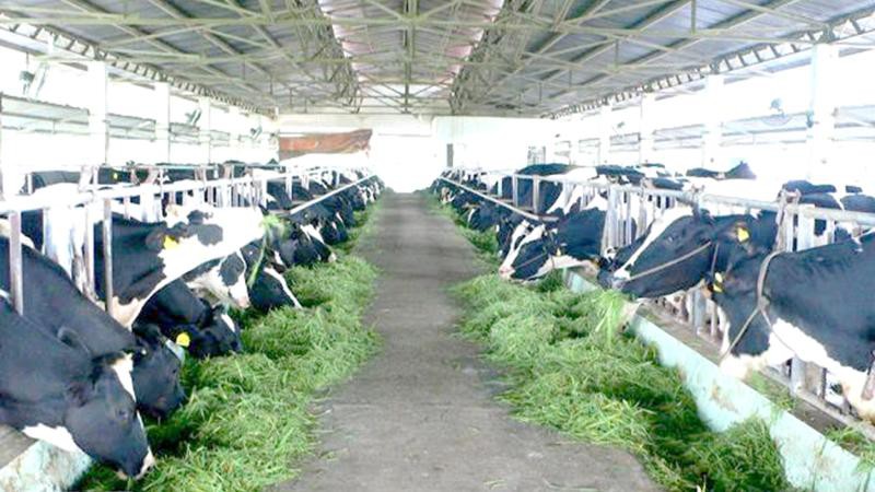 Quản lý chất thải chăn nuôi: Tác động đến sức khỏe và môi trường Quản lý chất thải chăn nuôi: Tác động đến sức khỏe và môi trường