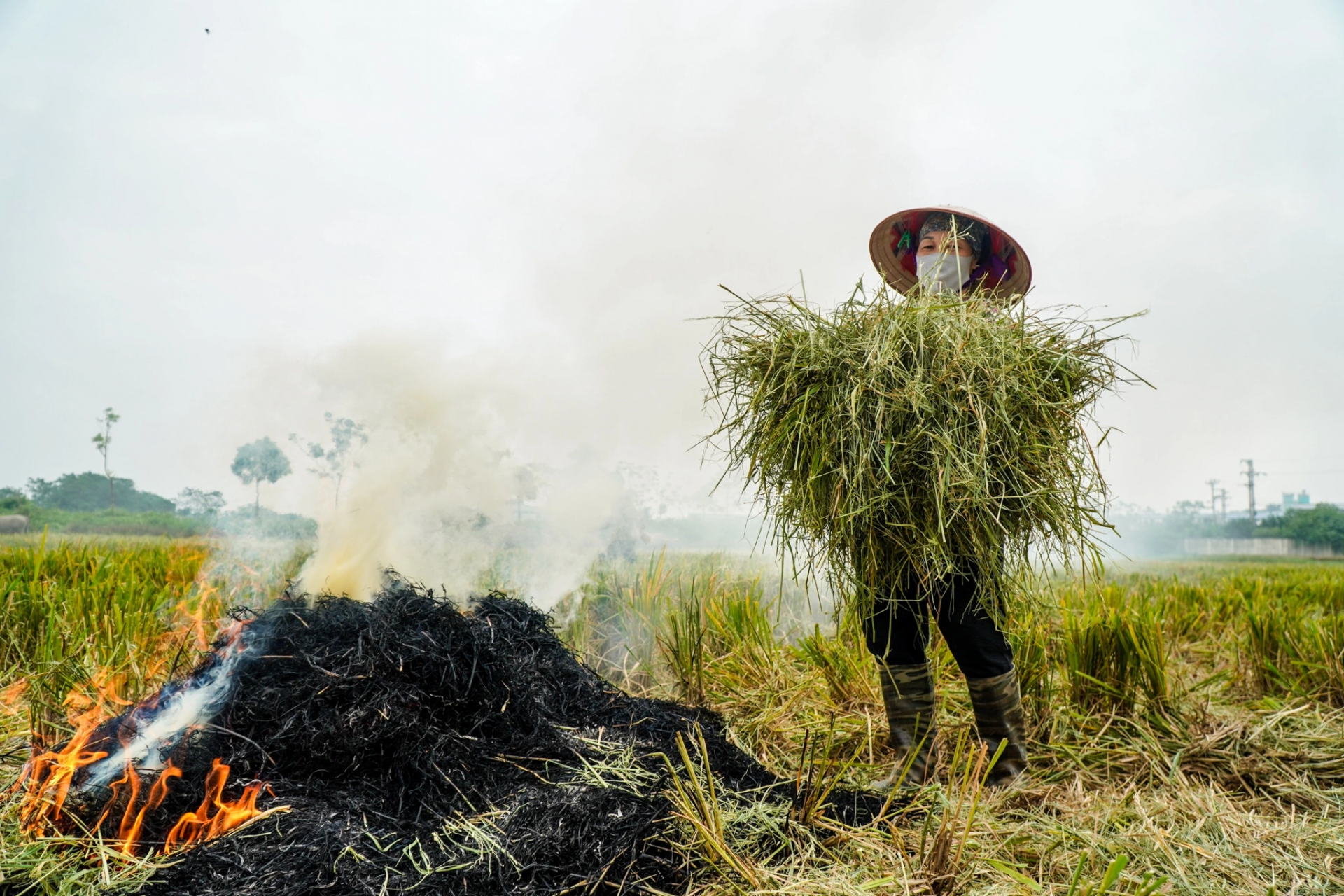 Bụi nông nghiệp và bệnh đường hô hấp ở cộng đồng nông thôn