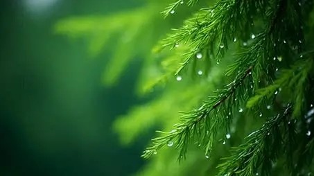 Dự báo thời tiết ngày 12/12/2025: Bắc Bộ nhiều mây, có mưa rải rác