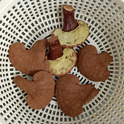 Đặc điểm sinh học và dữ liệu kiểm nghiệm của nấm lim xanh trong môi trường nuôi trồng kiểm soát