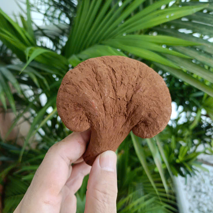 Đặc điểm sinh học và dữ liệu kiểm nghiệm của nấm lim xanh trong môi trường nuôi trồng kiểm soát