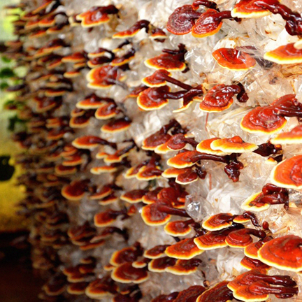 Đặc điểm sinh học và dữ liệu kiểm nghiệm của nấm lim xanh trong môi trường nuôi trồng kiểm soát