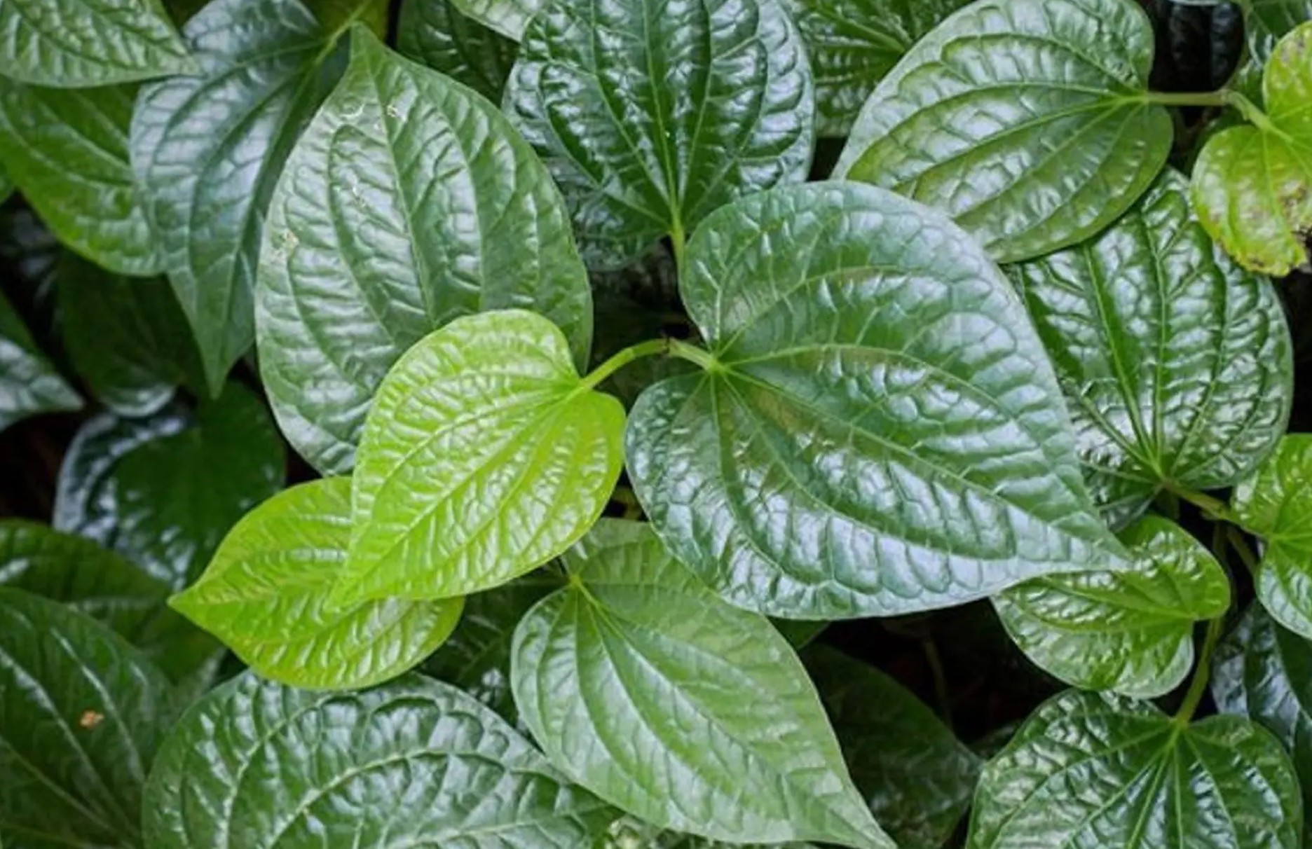 Lá lốt - Vị thuốc dân gian giúp giảm đau xương khớp hiệu quả