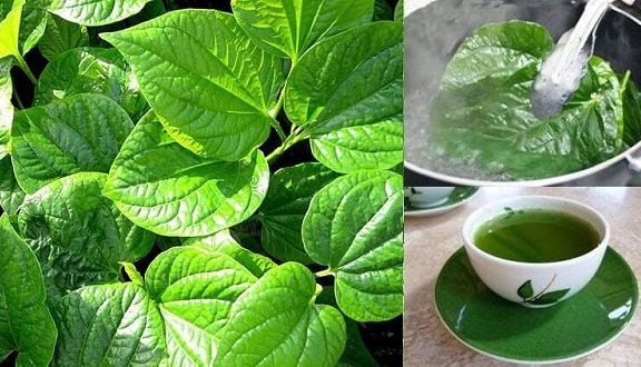 Lá lốt - Vị thuốc dân gian giúp giảm đau xương khớp hiệu quả Lá lốt - Vị thuốc dân gian giúp giảm đau xương khớp hiệu quả