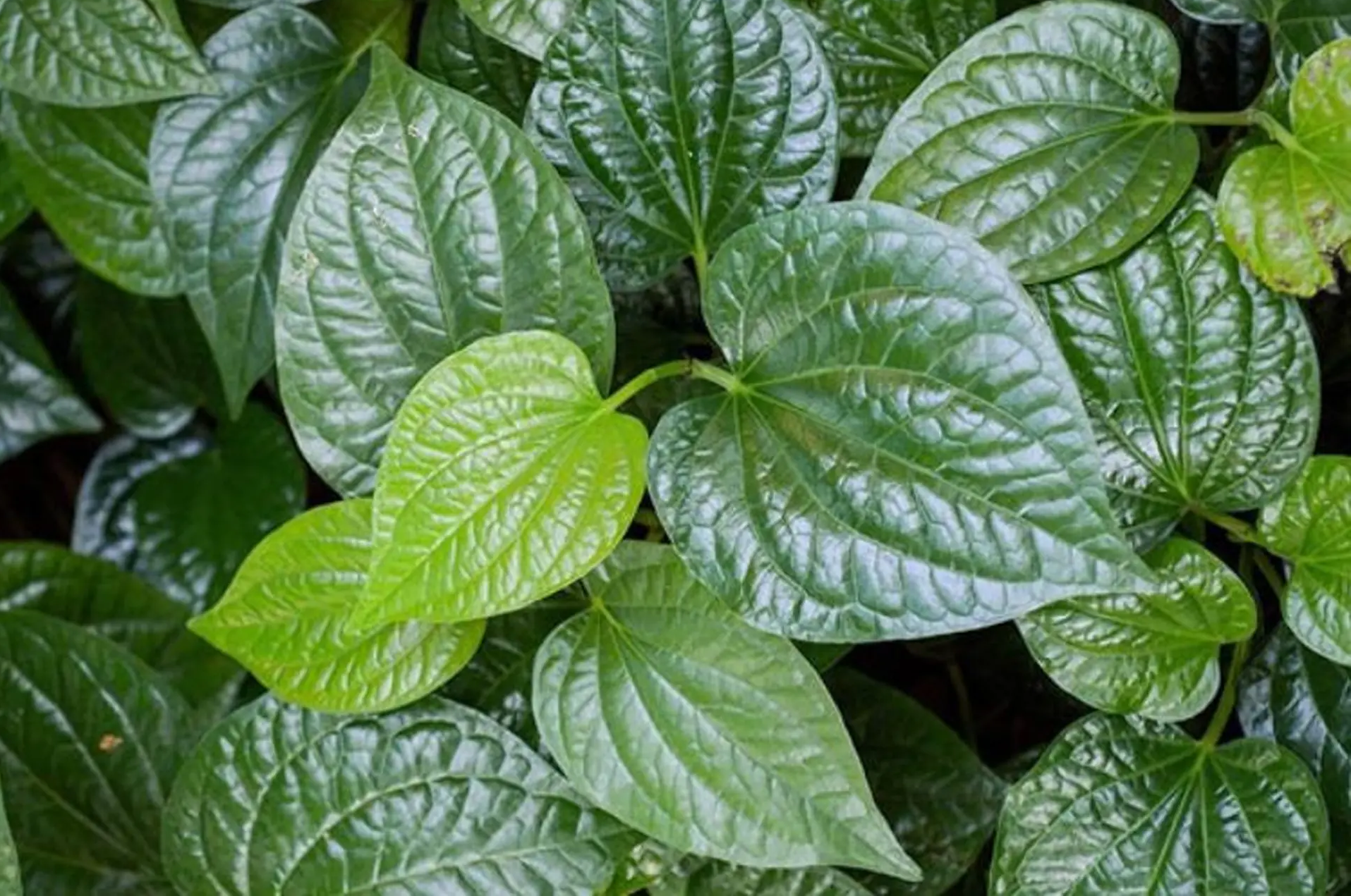 Lá lốt - Vị thuốc dân gian giúp giảm đau xương khớp hiệu quả Lá lốt - Vị thuốc dân gian giúp giảm đau xương khớp hiệu quả