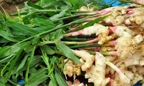 Vườn thuốc nam tại gia: 7 loại cây dễ trồng và công dụng chữa bệnh thông thường