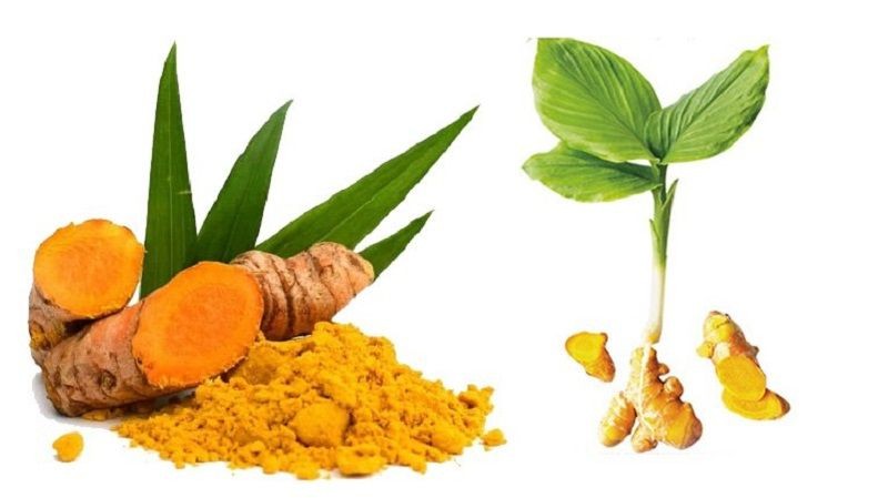 Vườn thuốc nam tại gia: 7 loại cây dễ trồng và công dụng chữa bệnh thông thường