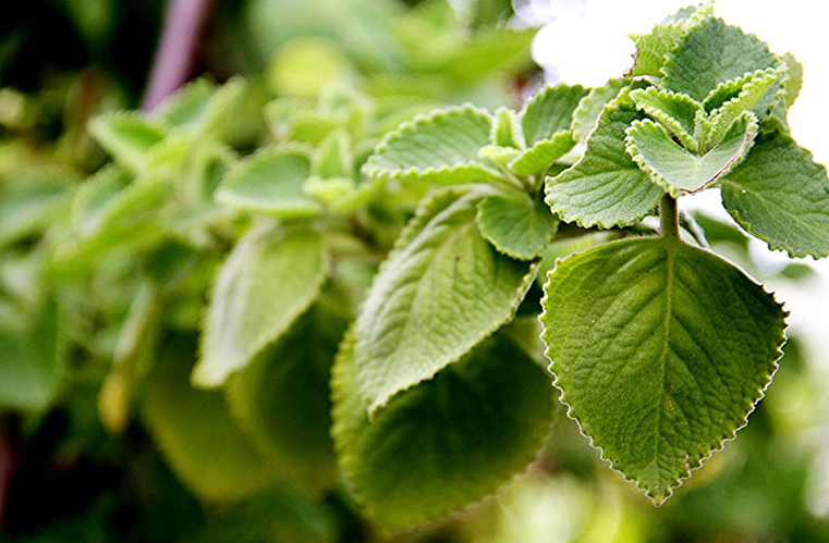 Vườn thuốc nam tại gia: 7 loại cây dễ trồng và công dụng chữa bệnh thông thường