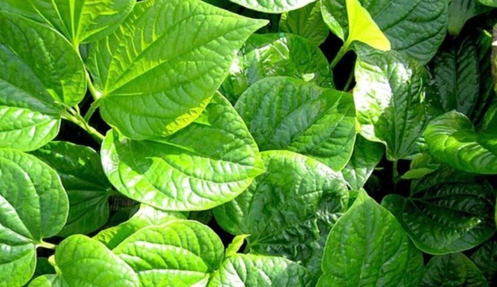 Vườn thuốc nam tại gia: 7 loại cây dễ trồng và công dụng chữa bệnh thông thường