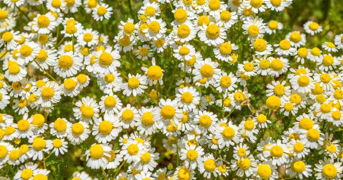 Dự báo thời tiết ngày 16/12/2025: Bắc Bộ trời rét, vùng núi có nơi rét đậm. Dự báo thời tiết ngày 16/12/2025: Bắc Bộ trời rét, vùng núi có nơi rét đậm.