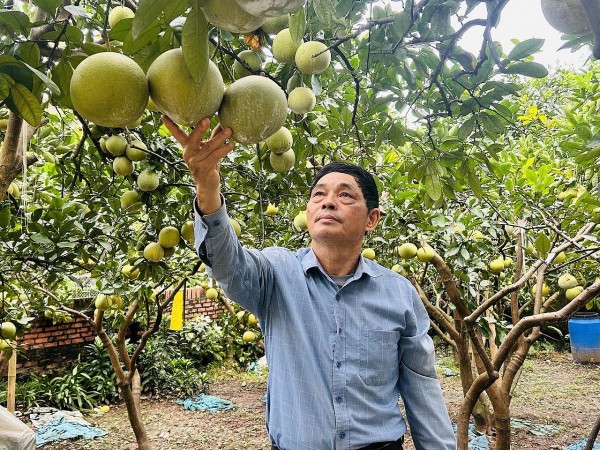 Hợp tác xã sản xuất bưởi an toàn Quế Dương: Mô hình điểm về liên kết sản xuất theo chuỗi giá trị