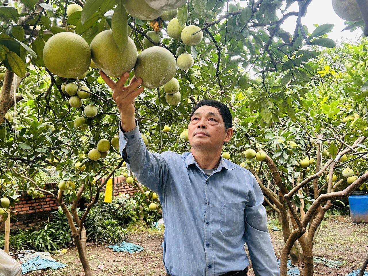 Hợp tác xã sản xuất bưởi an toàn Quế Dương: Mô hình điểm về liên kết sản xuất theo chuỗi giá trị Hợp tác xã sản xuất bưởi an toàn Quế Dương: Mô hình điểm về liên kết sản xuất theo chuỗi giá trị