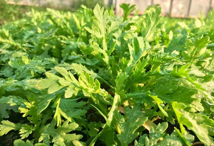 Cải cúc - Loại rau bình dị, vị thuốc trong vườn nhà