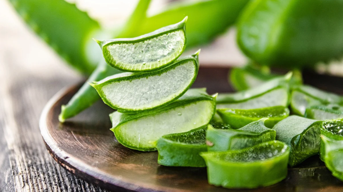 Nha đam: "Thần dược" cho sức khỏe và sắc đẹp