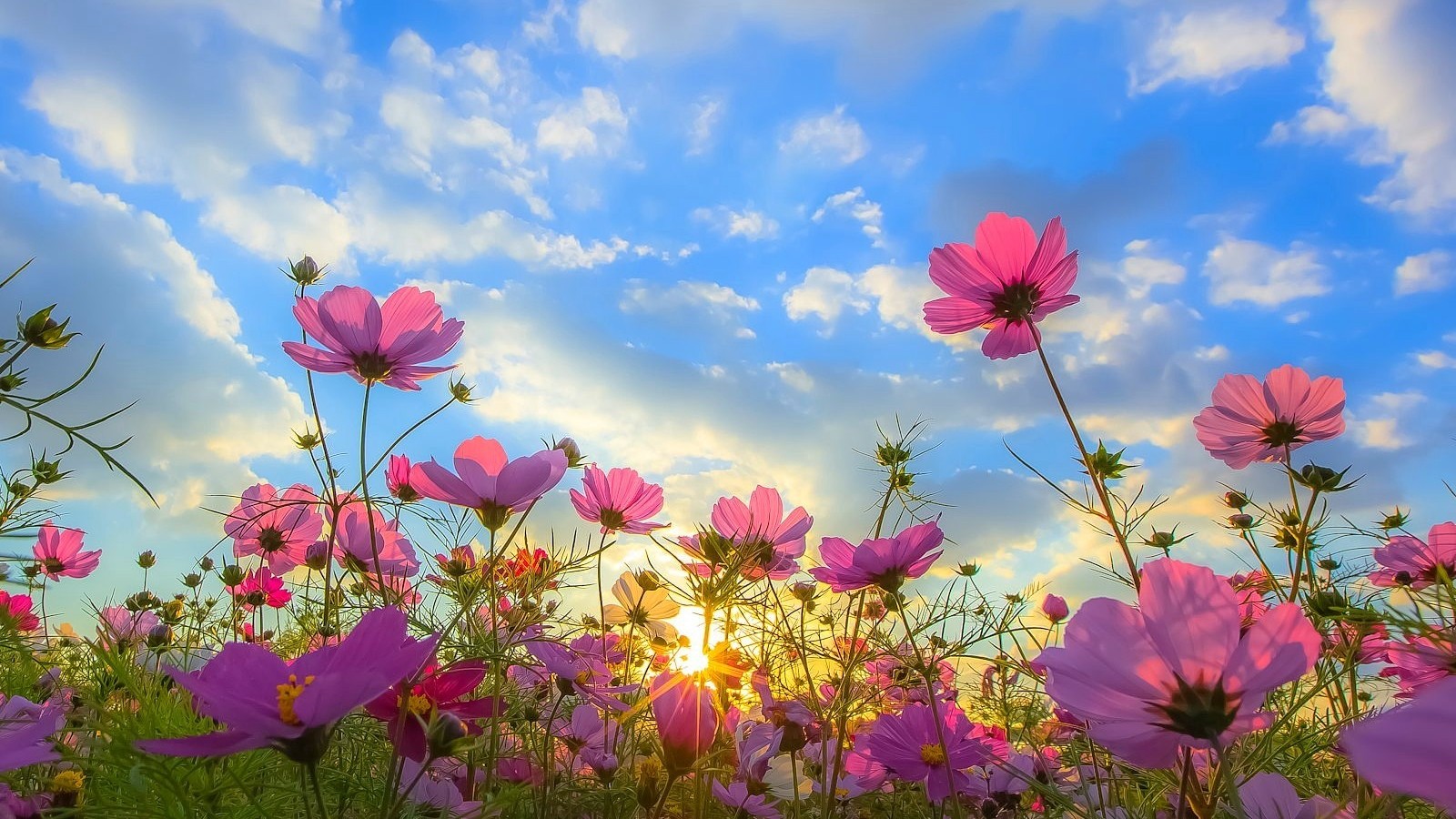 Dự báo thời tiết ngày 23/12/2025: Miền Bắc có sương mù, đêm và sáng trời rét