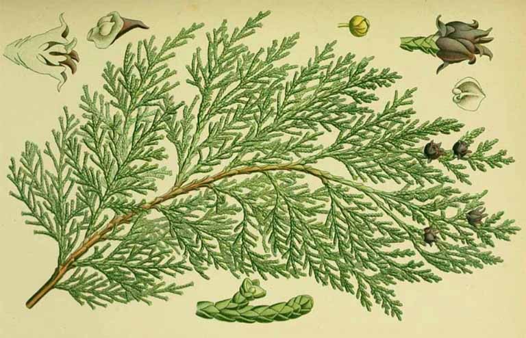 Thuốc lý huyết trong y học cổ truyền